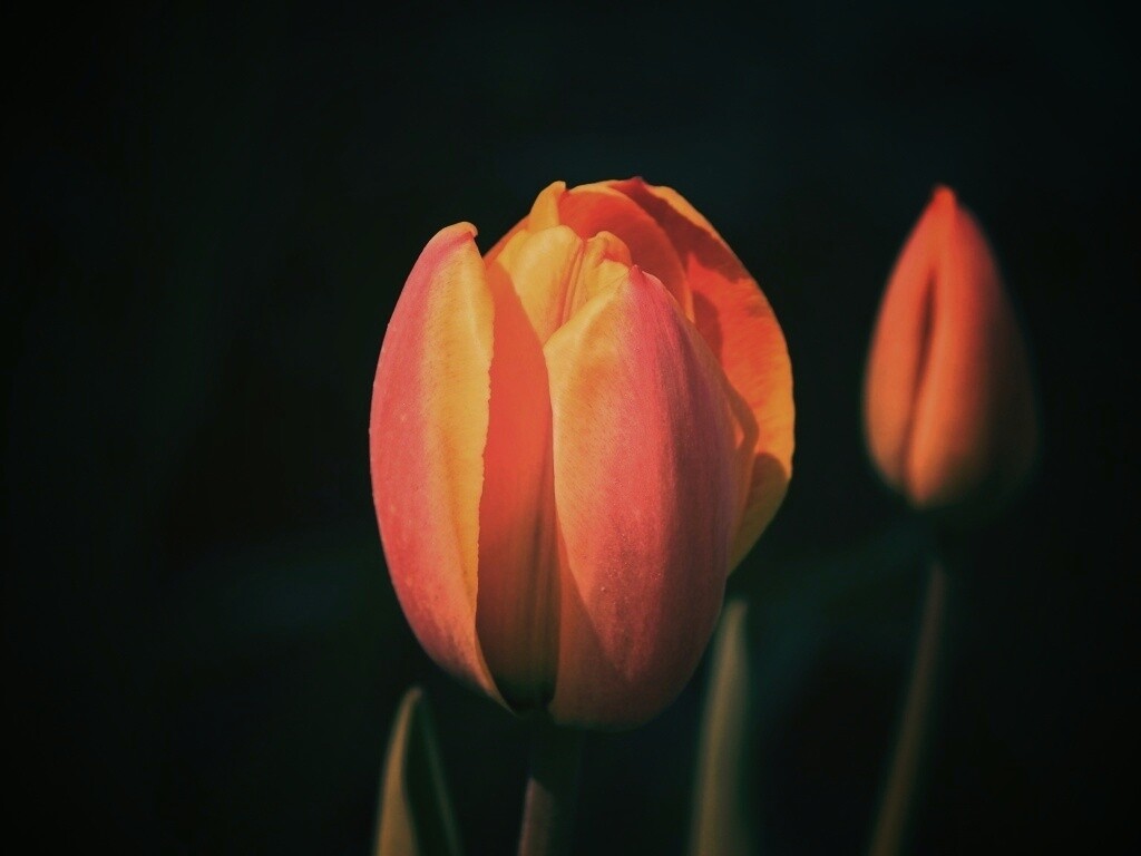 Распускающийся тюльпан обои