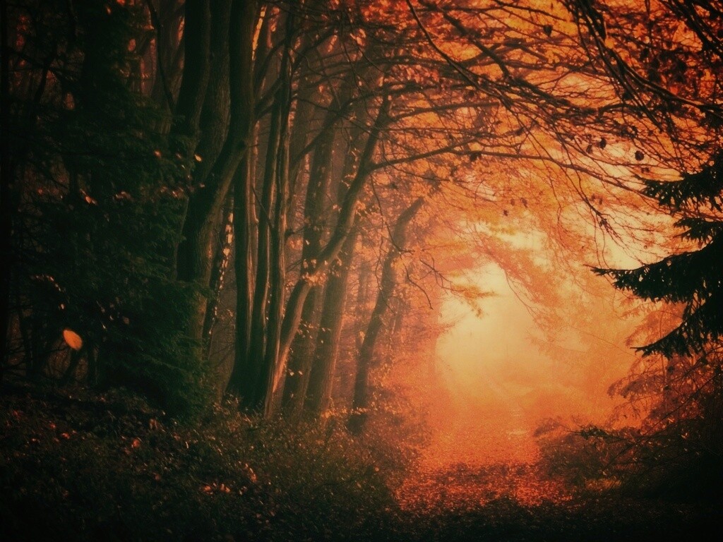 Дорожка заваленная листьями обои