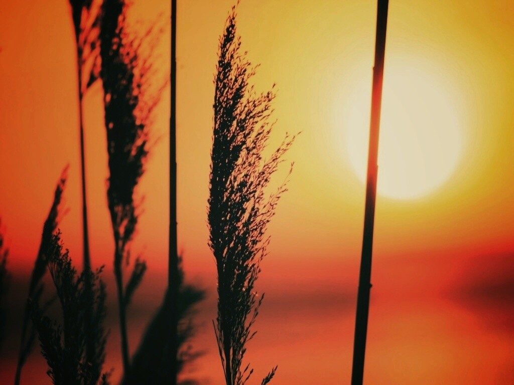 Травинка на закате обои
