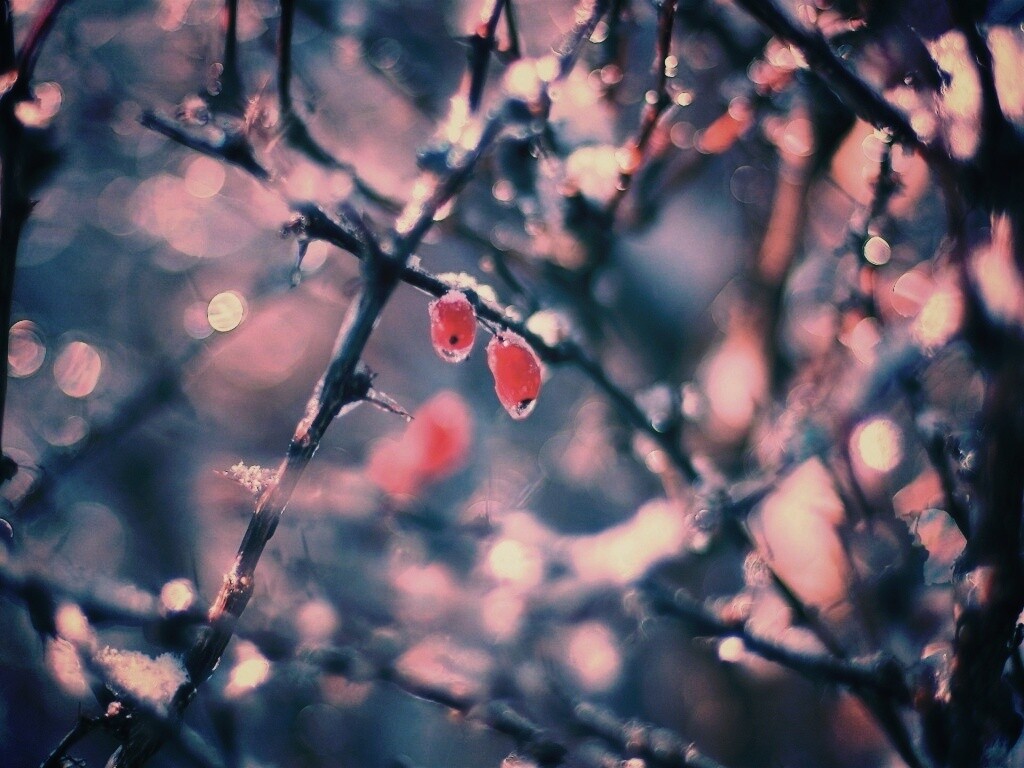 Замерзшие ягоды обои