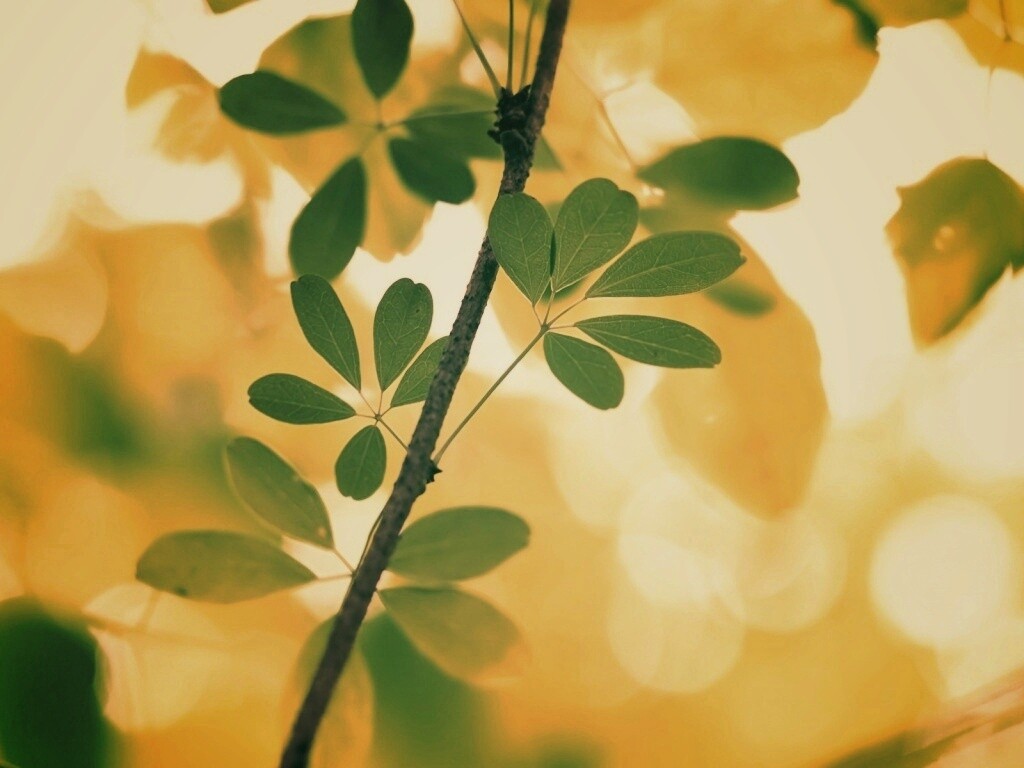 Листики на ветке обои