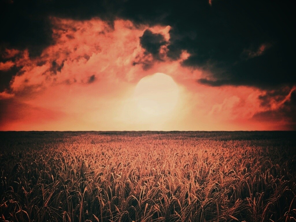 Закат над пшеничным полем обои