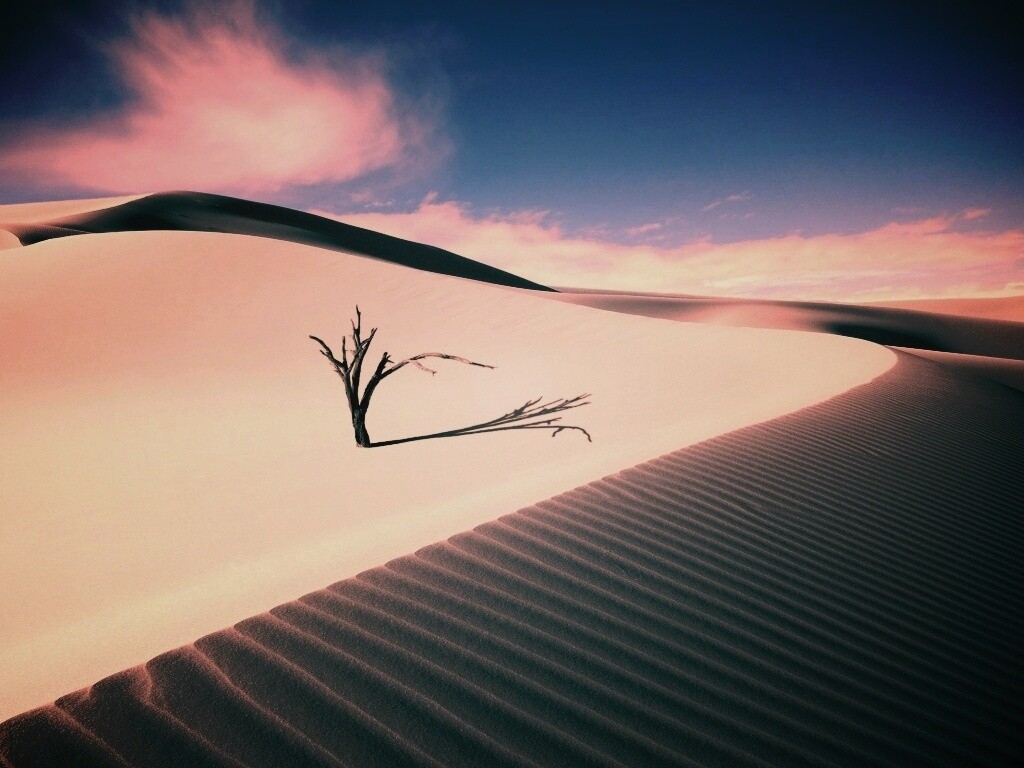 Сухостой в пустыне обои