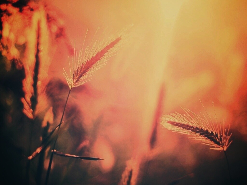 Травинки на солнце обои