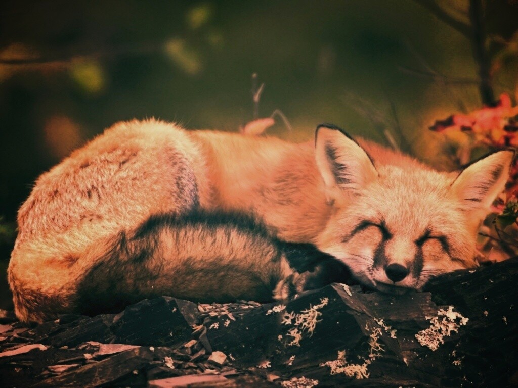 Спящая лиса обои