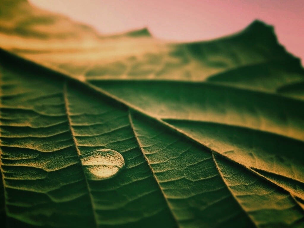 Капля на листе обои