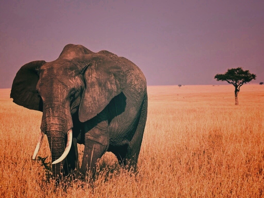 Африканский слон обои