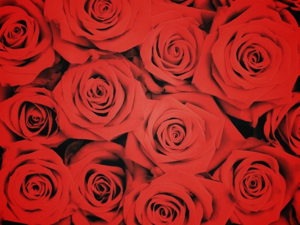Букет красных роз обои