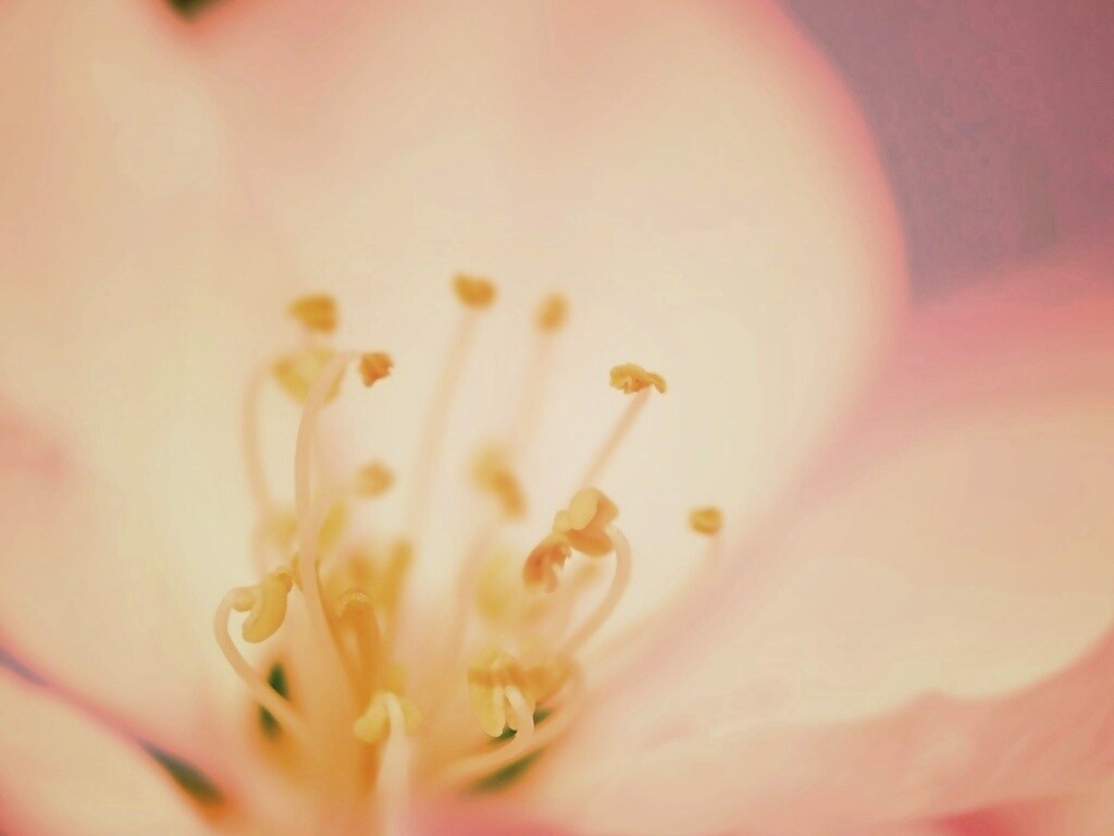 Желтые тычинки обои