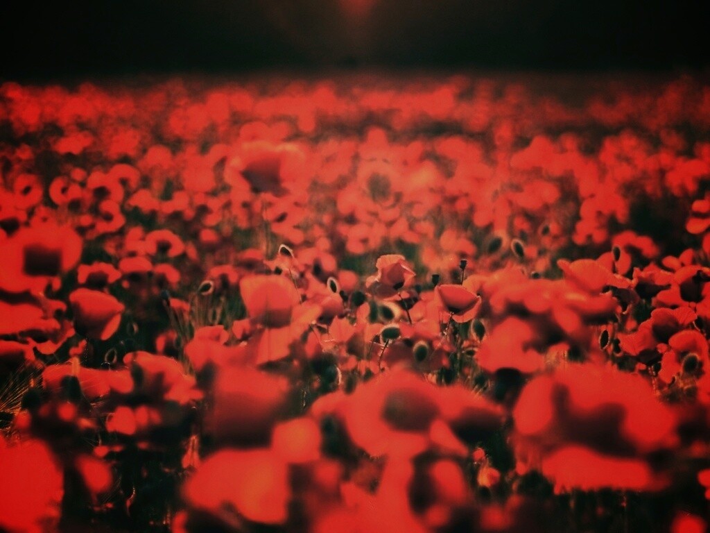 Маки в полях обои