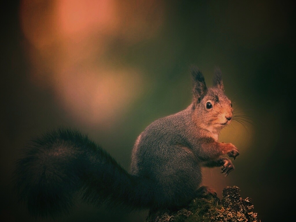 Белку застали врасплох обои