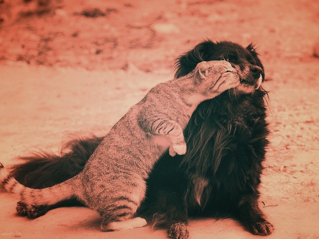 Поцелуй кошки и собаки обои