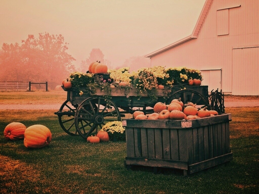 Урожай тыков обои