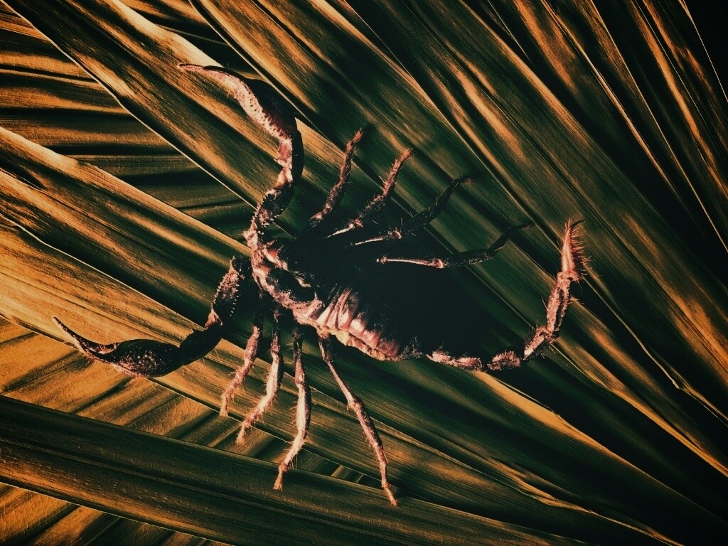 Скорпион на траве обои