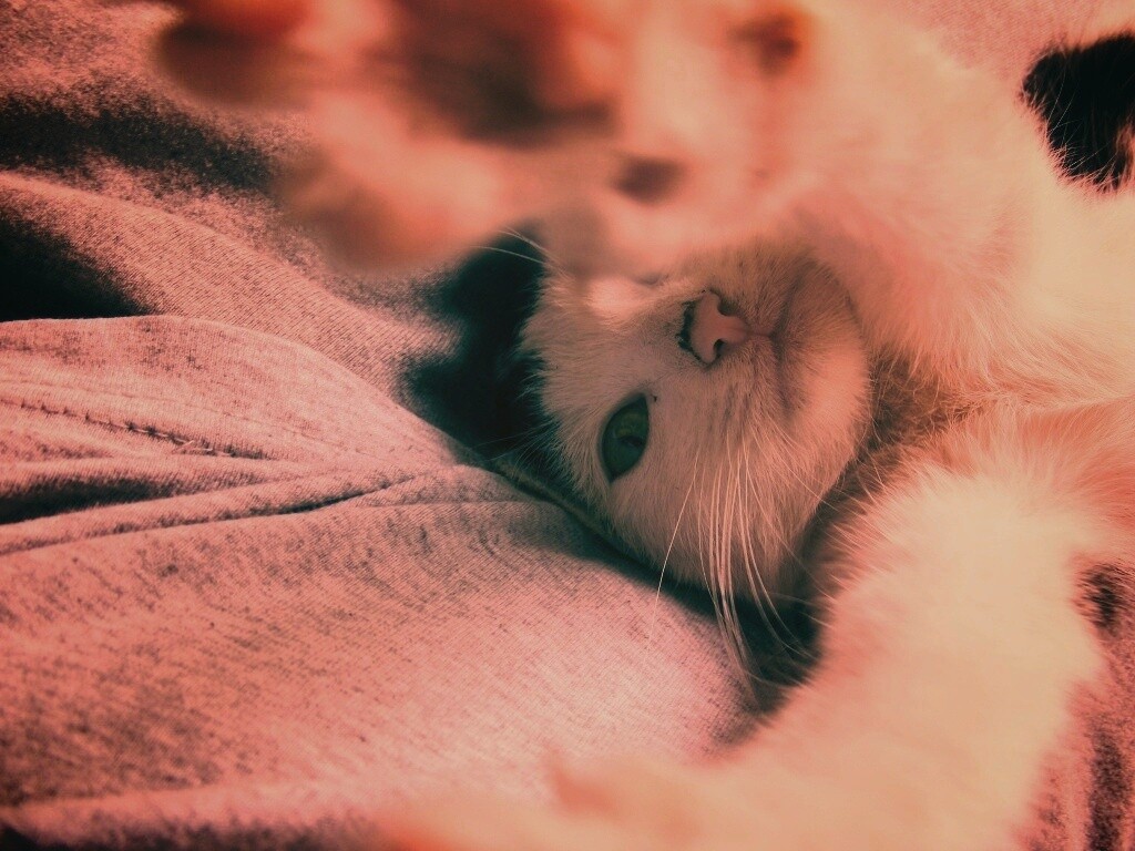 Кот фоткает сам себя обои