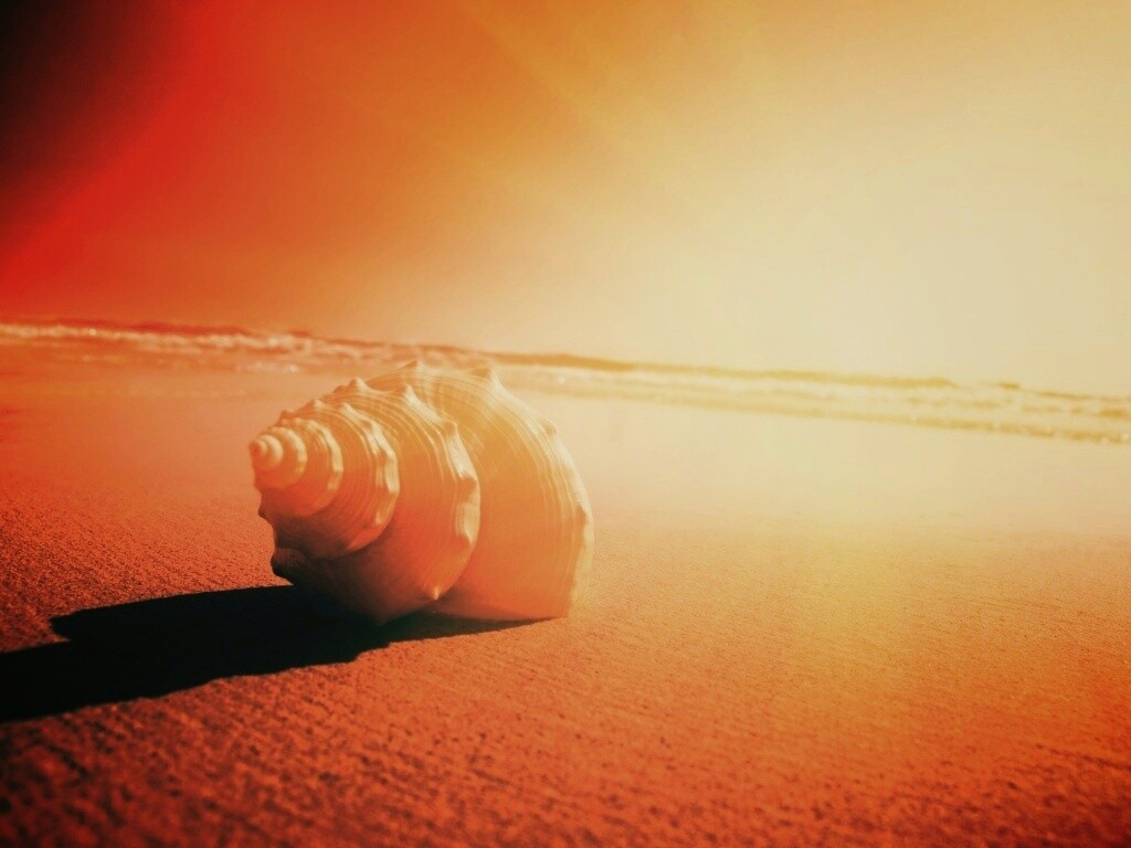 Золотистая ракушка обои