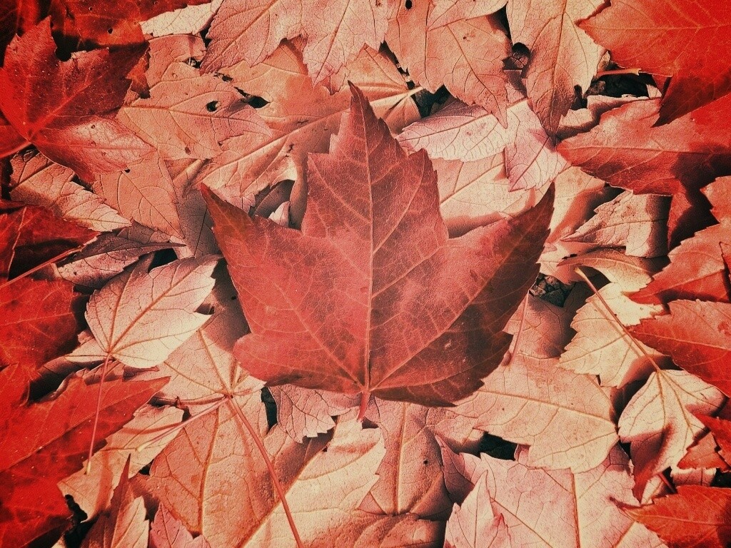 Флаг Канады из листьев обои