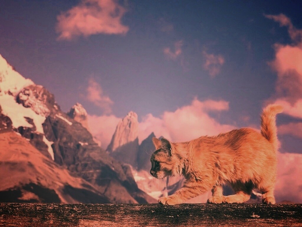 Рыжий котик в горах обои
