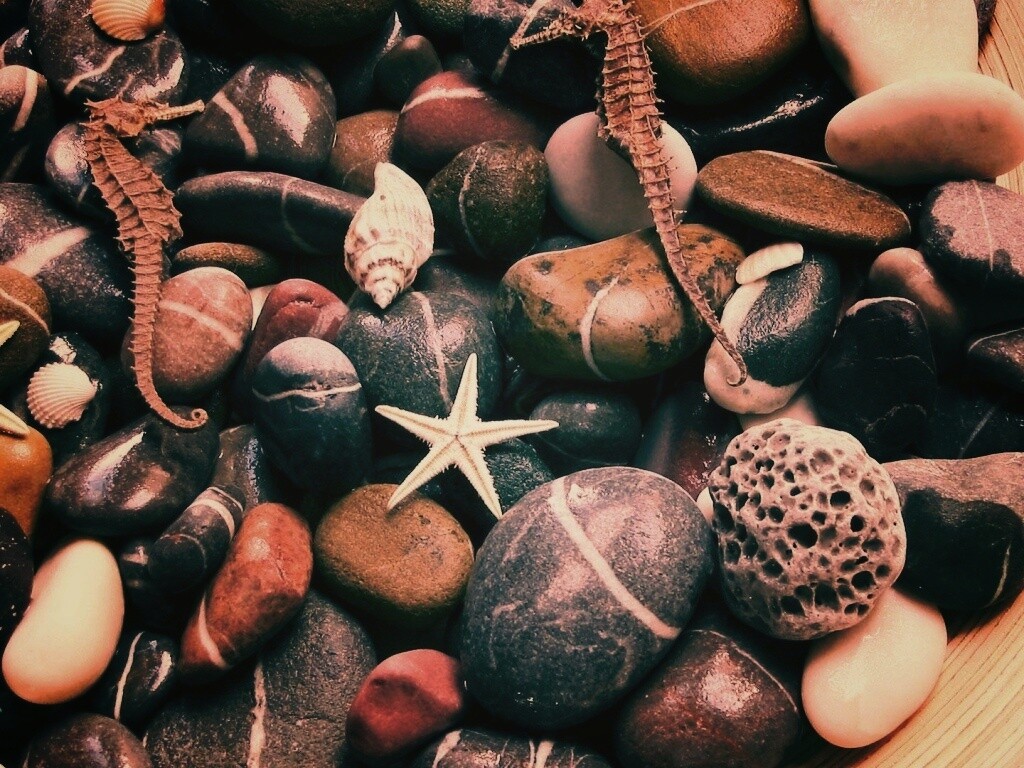 Морские камешки и фауна обои