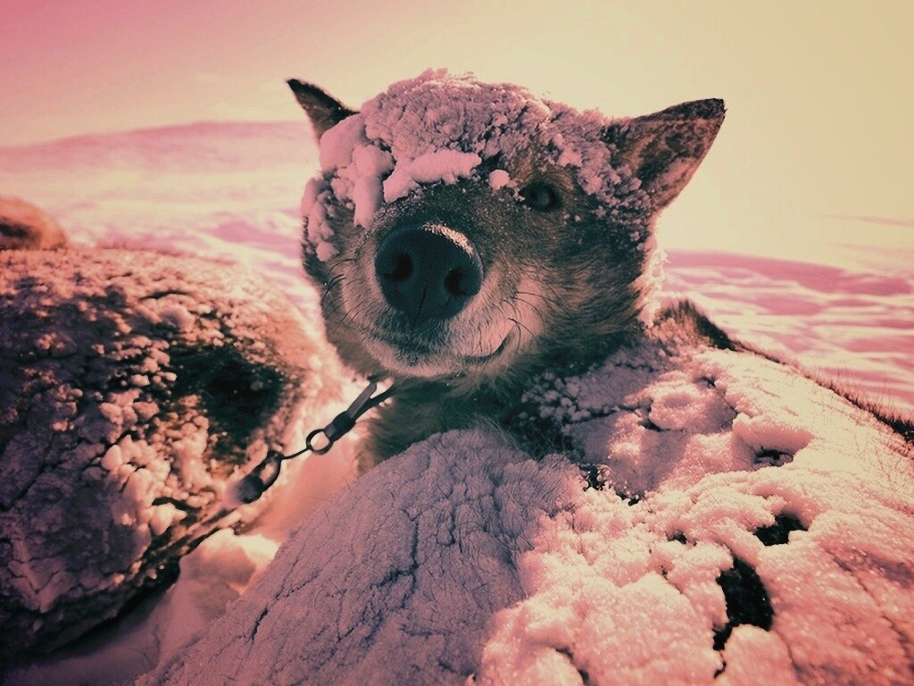 Собачка под снегом обои