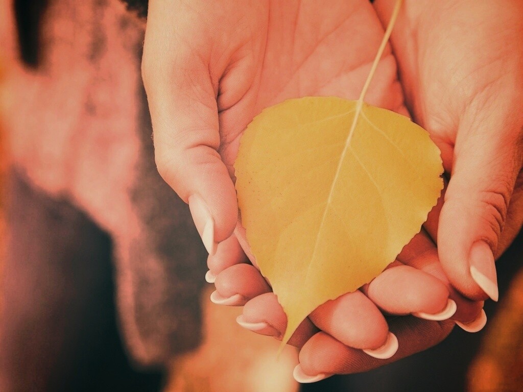 Осенний лист в руках обои