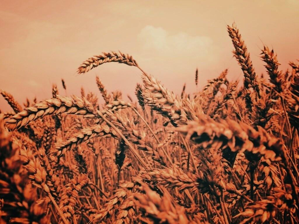 Пшеничные колосья обои