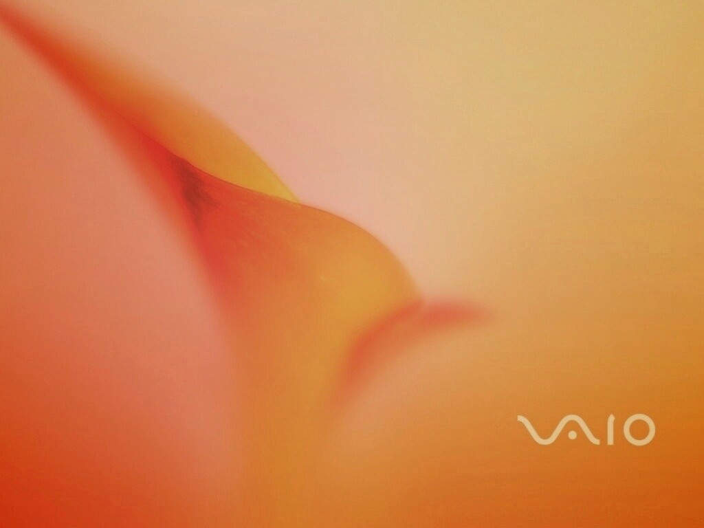 Цветок и логотип Vaio обои