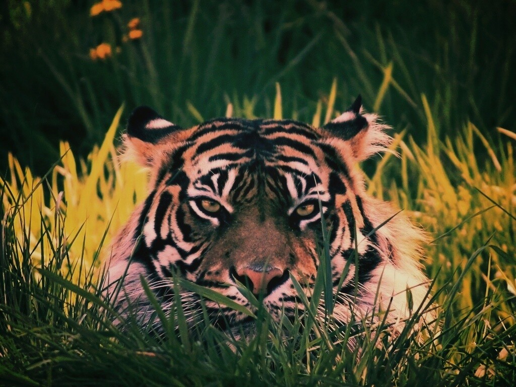 Морда тигра в траве обои