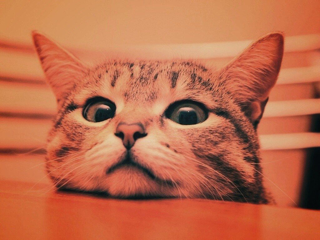 Любопытный котейка обои