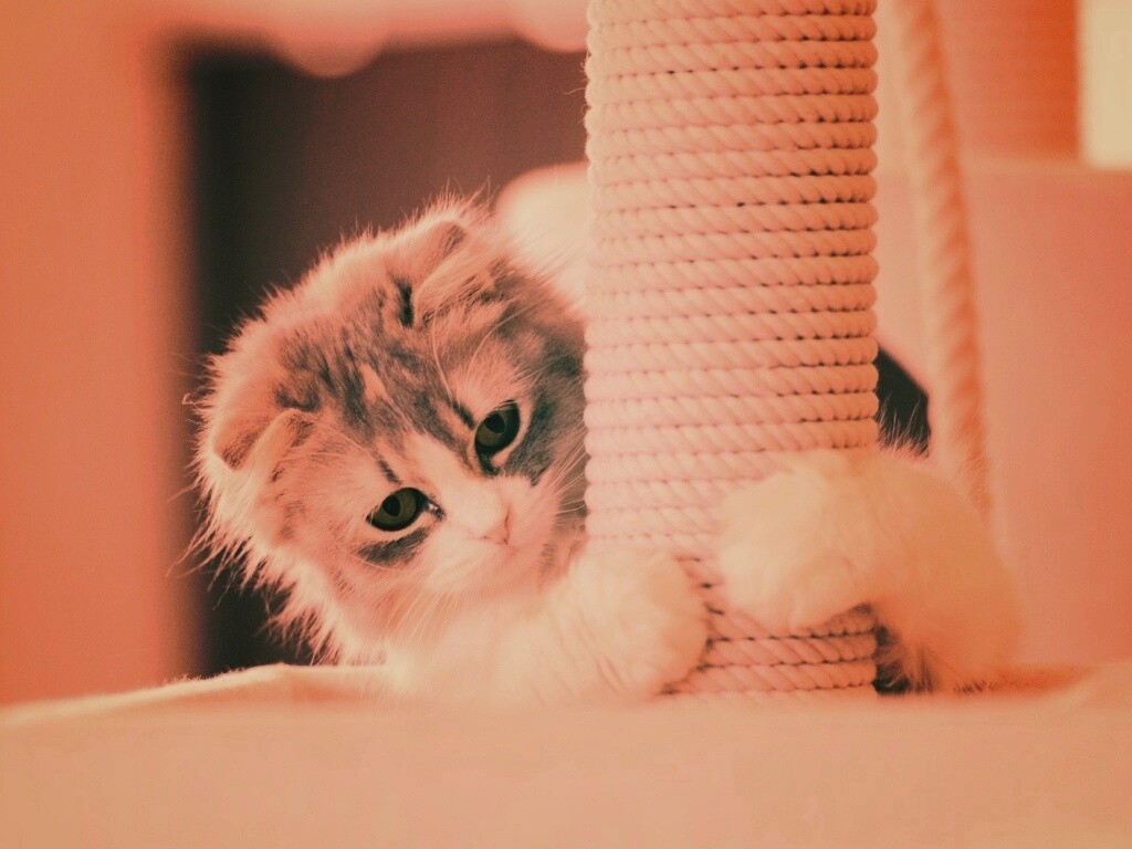 Пушистая кошка с когтеточкой обои