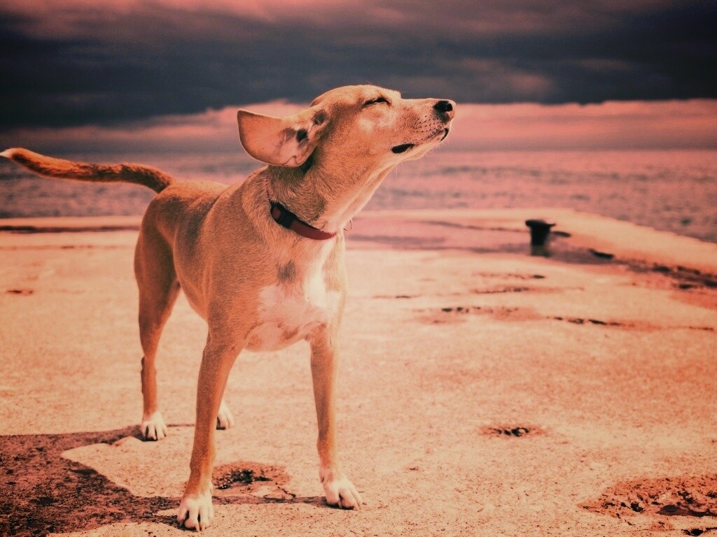 Собака на пирсе обои