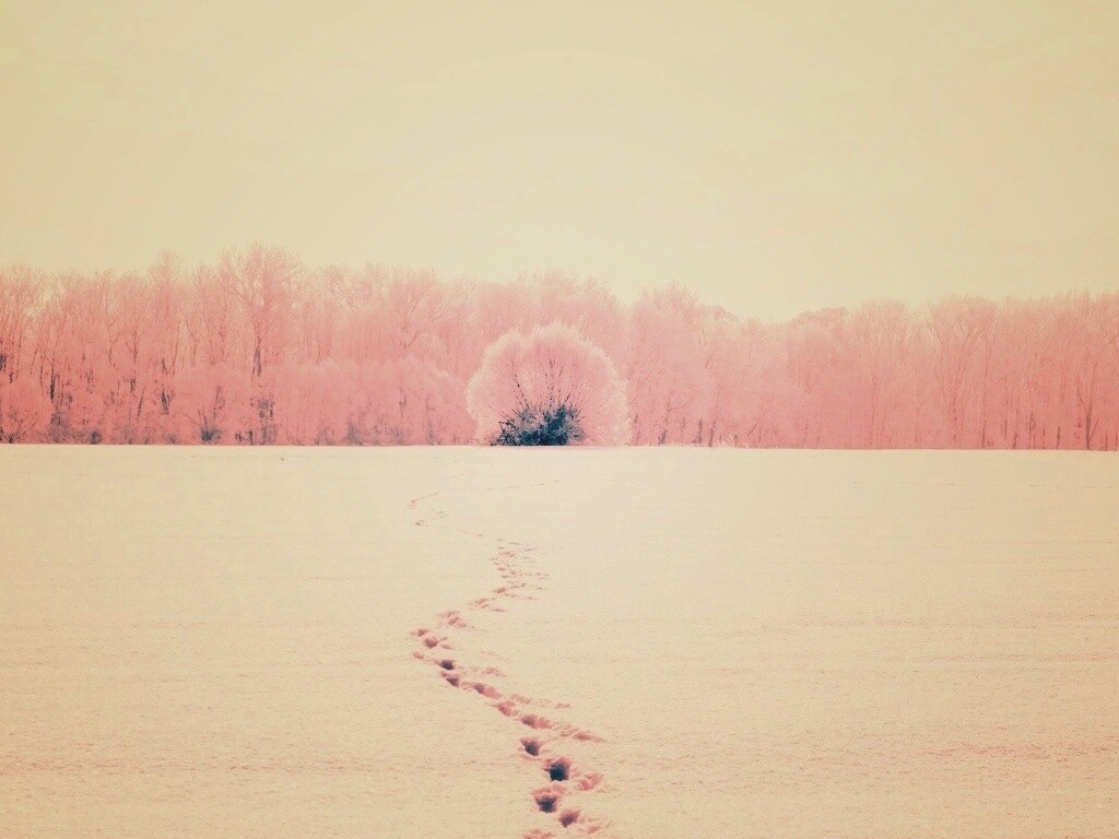 Следы на снегу обои