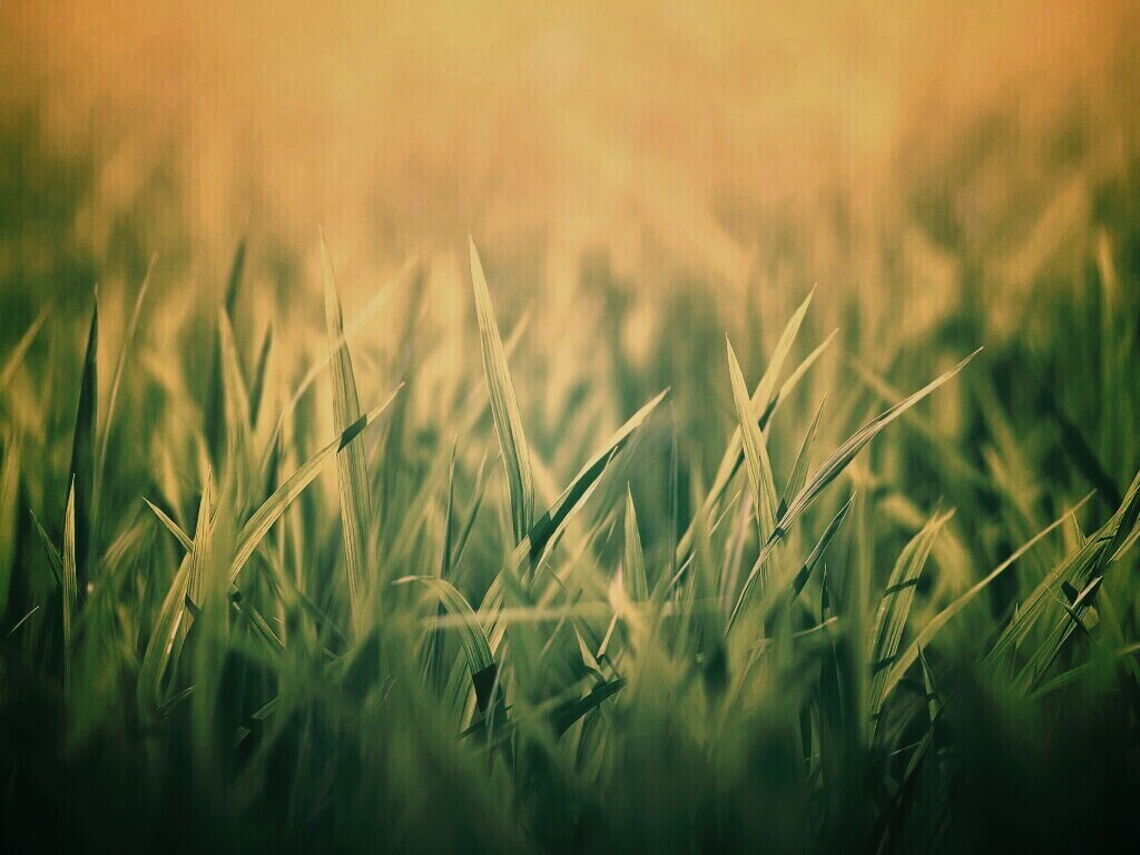 Трава обои