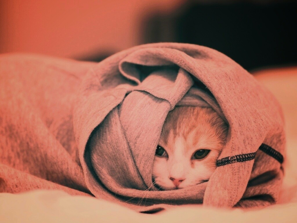 Закутавшийся в футболку кот обои