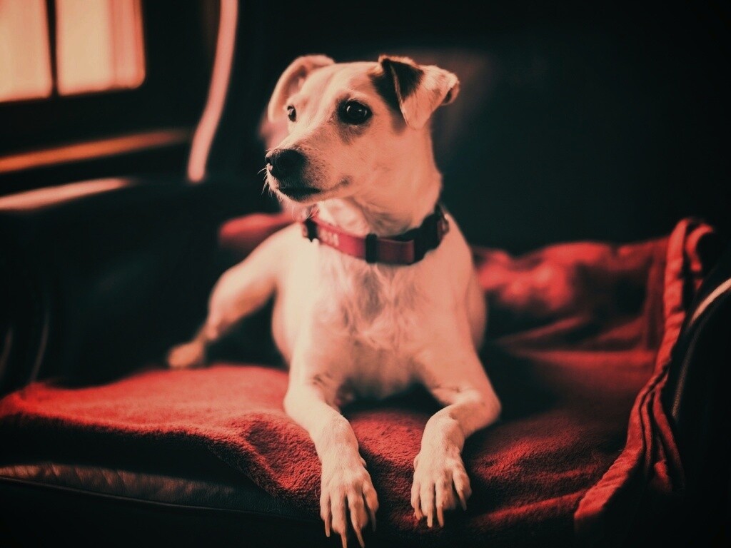 Собака на кресле обои