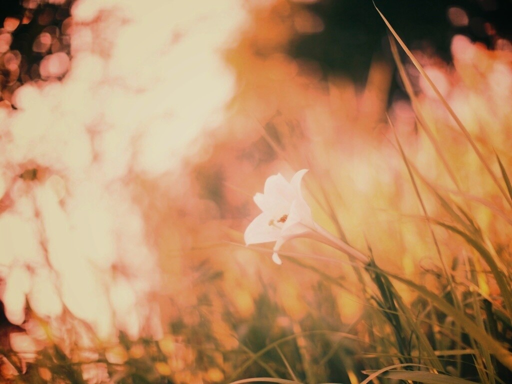 Цветок затерявшийся в траве обои