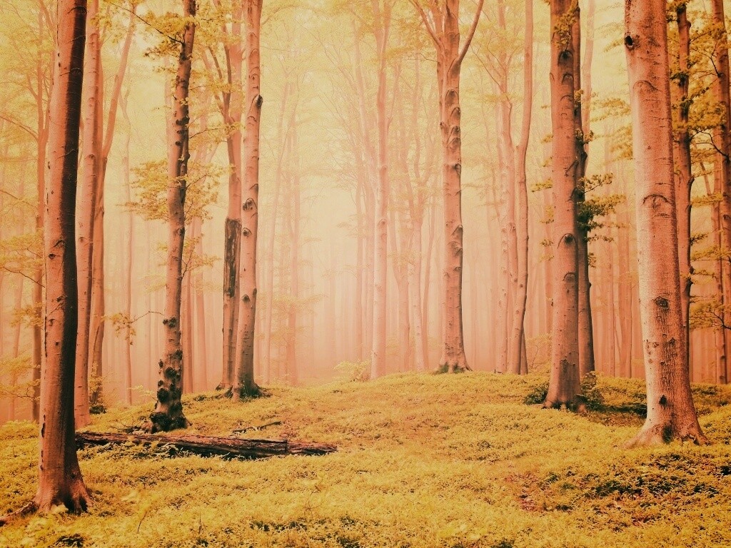 Опушка осинового леса обои