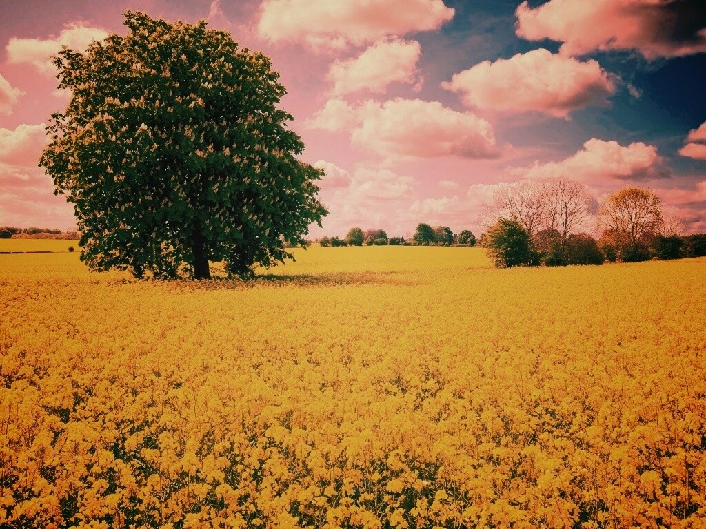 Каштан на цветочном поле обои