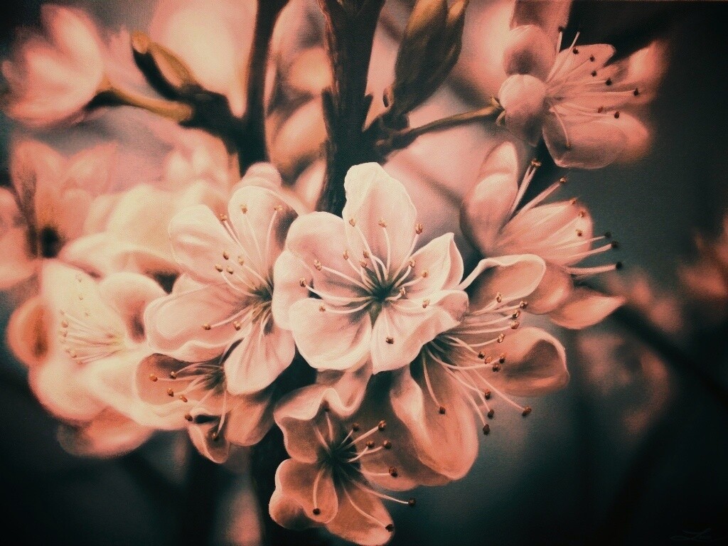 Яблоня в цвету картина обои