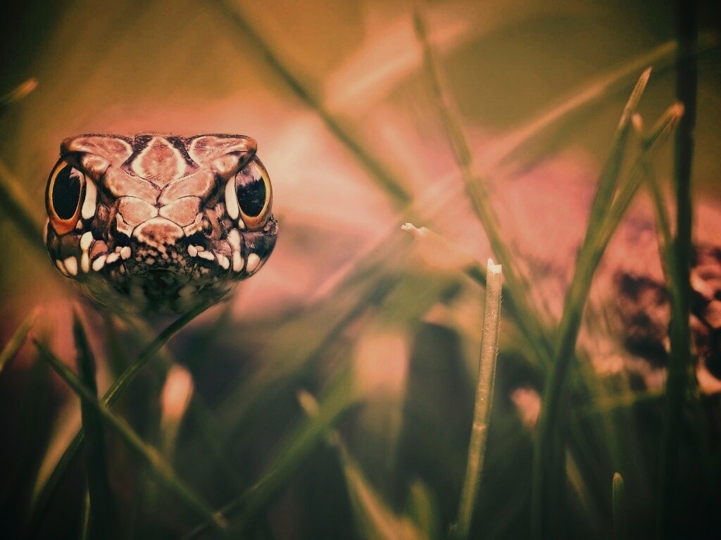 Змея в траве обои