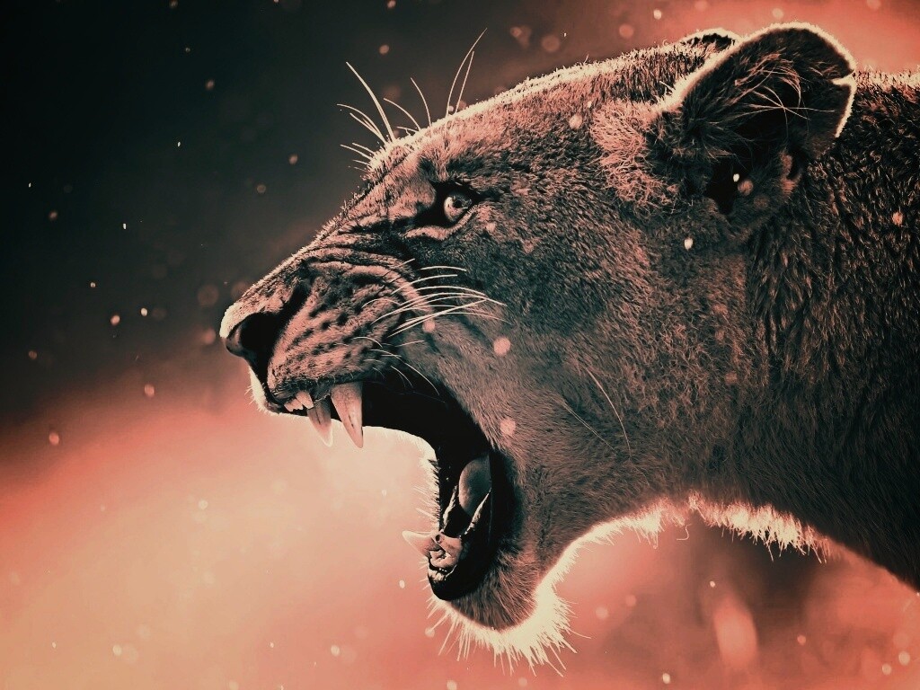 Грозный львиный рык обои