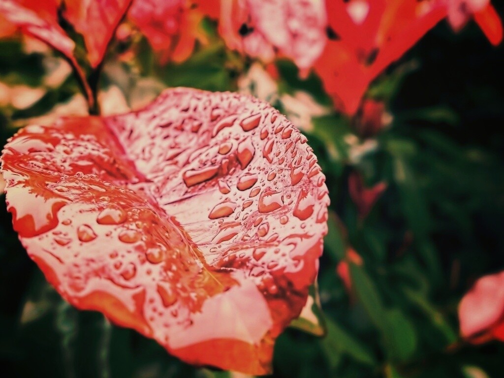 Красный лист в каплях воды обои