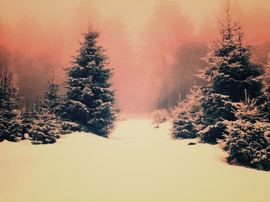 Ёлки в сугробах обои