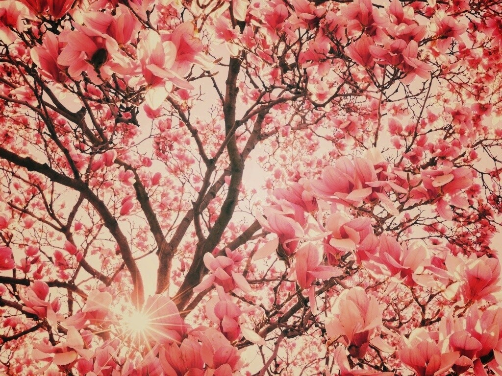 Магнолия обои