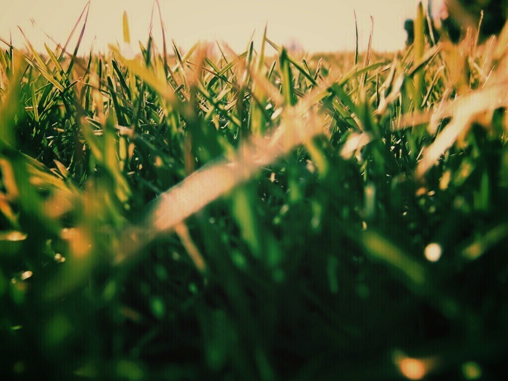 Трава обои