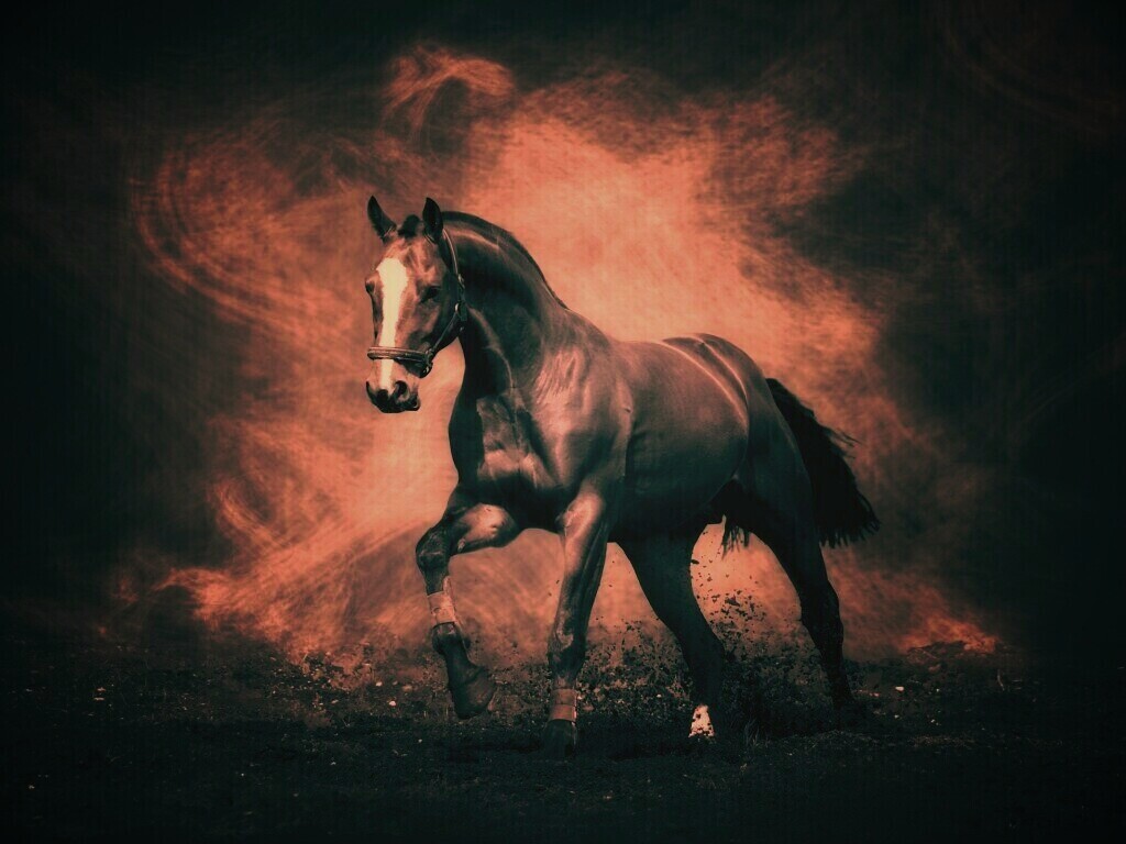 Лошадь обои