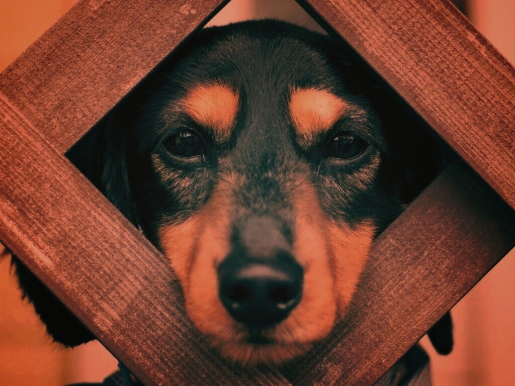 Мордочка в заборе обои