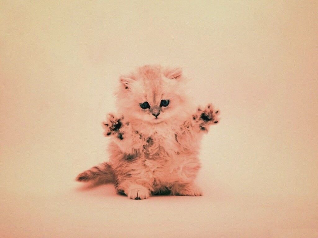 Милый котенок обои