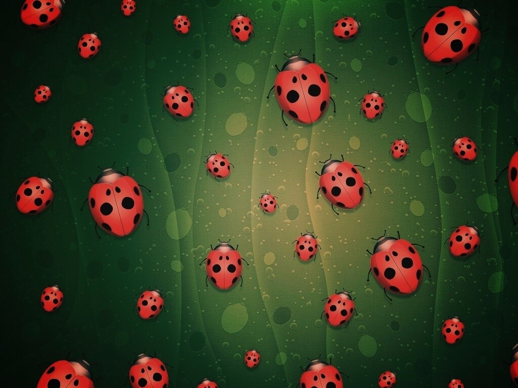 Божьи коровки обои