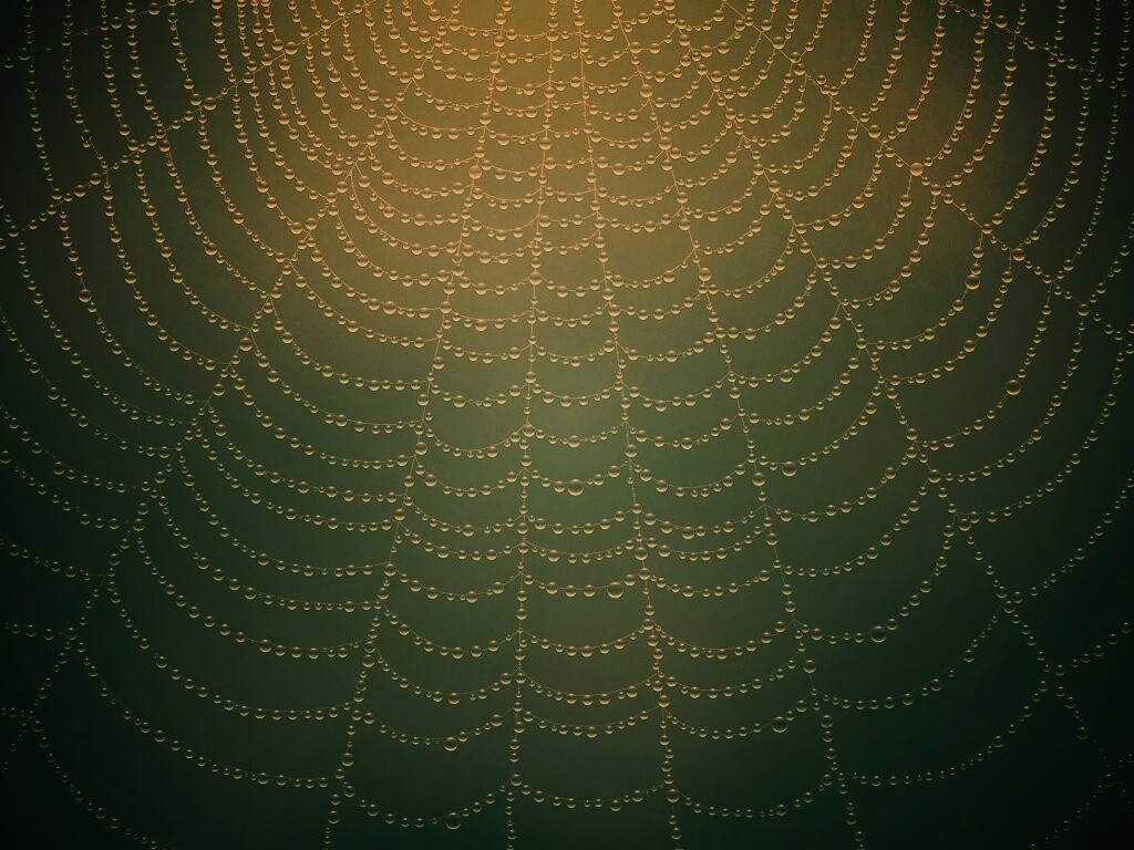 Роса на паутине обои